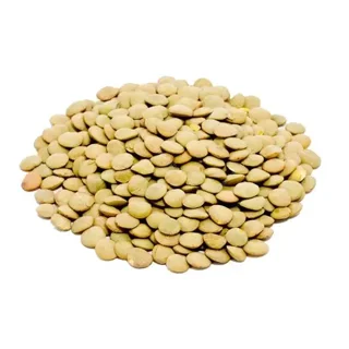 عدس سبز درشت
